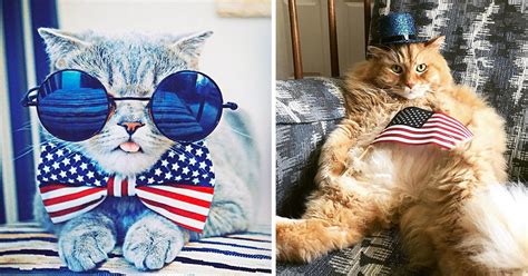 Pawsitively Patriotic Cats Celebrating The 4th Of July Meowingtons