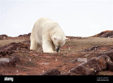 Polar Bear Ursus Maritimus Single Animal Feeding On Seal Carcass