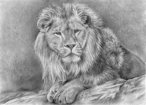We present you a new drawing lesson for kids in which we will show you how to draw a lion. 10+ Cool Lion Drawings for Inspiration - Hative