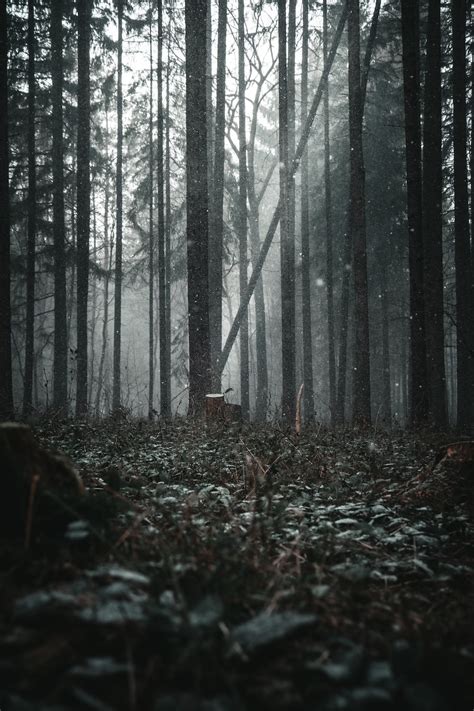 500 Dark Forest Pictures Hd Download Free Images On Unsplash