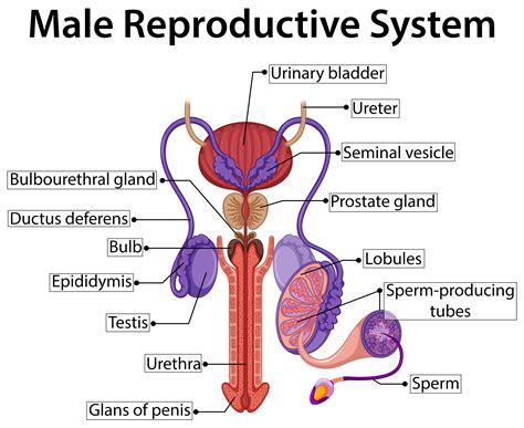 Male Reproductive System Diagram 475112 Vector Art At Vecteezy