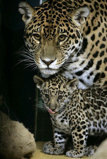 A Jaguar Cub Stands Next To Its Mother Baby Jaguar Animal And Babies