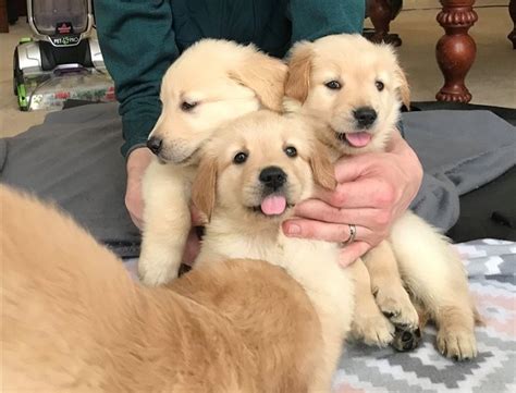 Find golden retriever in dogs & puppies for rehoming | find dogs and puppies locally for sale or adoption in ontario : View Image #1 for Golden Retriever Puppies Available : North Bay eClassifieds 4U