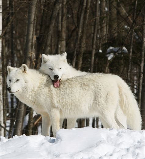 Arctic Wolves Male Resting Head On Female Terry Spears Shifters