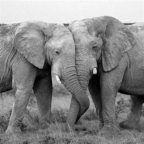 True Love Animals Kissing Cute Animals Kissing Elephant Love
