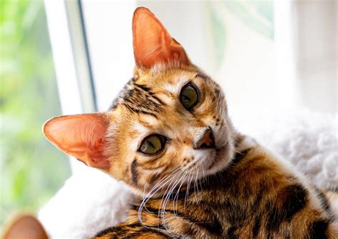 10 Things You Never Knew About Your Cats Ears Firstvet