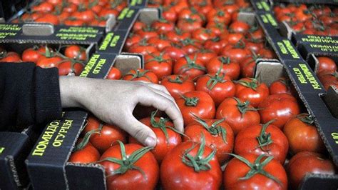 No Virus Detected In Azerbaijans Tomatoes Export In 2020 Food Safety