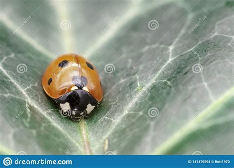 Coccinella Septempunctata, Known As Seven-spot Ladybird, Seven-spotted Ladybug, C-7 Or Seven 