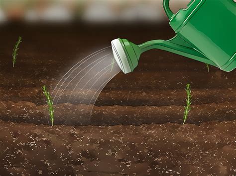 Place a second tray on top of the first to keep the. How to Grow Rosemary from Seed (with Pictures) - wikiHow
