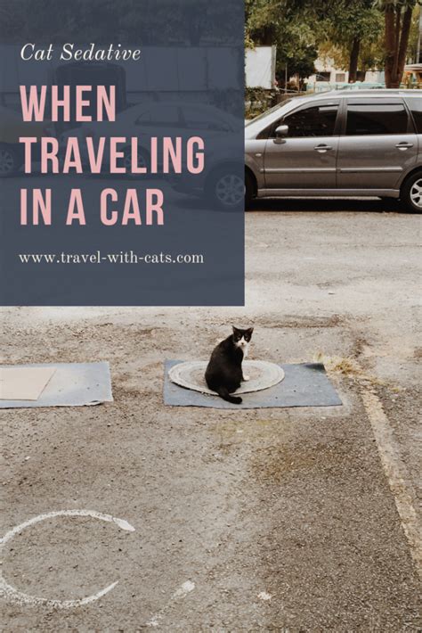 These medications are very powerful and should only be used if prescribed or administered by your veterinarian. Best Cat Sedative For Traveling In Car | Travel With Cats