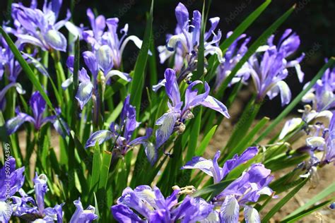 Iris Versicolor Is Also Commonly Known As The Blue Flag Harlequin