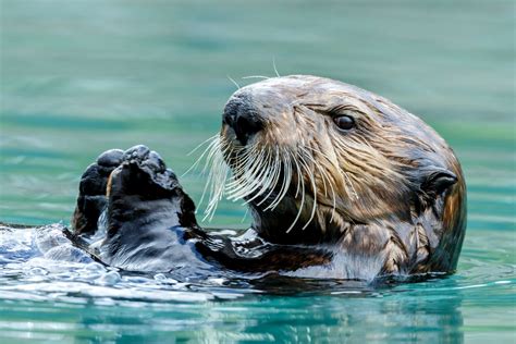 Sea Otters Have A Secret Ability To Generate Internal Body Heat •