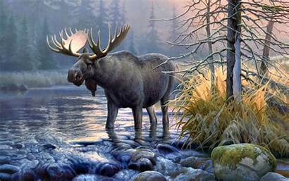 Alce Moose Animal Desktop Cool Paintings Wildlife