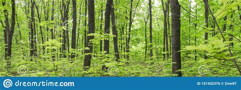 Summer Deciduous Fresh Green Forest Panorama Stock Photo