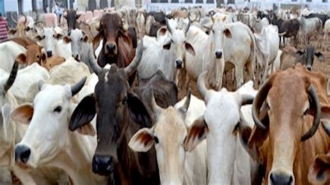 Delhi Hc Seeks Centres Response On Pil Seeking Total Ban On Cattle