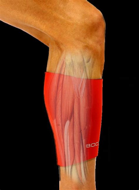27 Best Images About Shin Splints On Pinterest Knee Pain Muscle