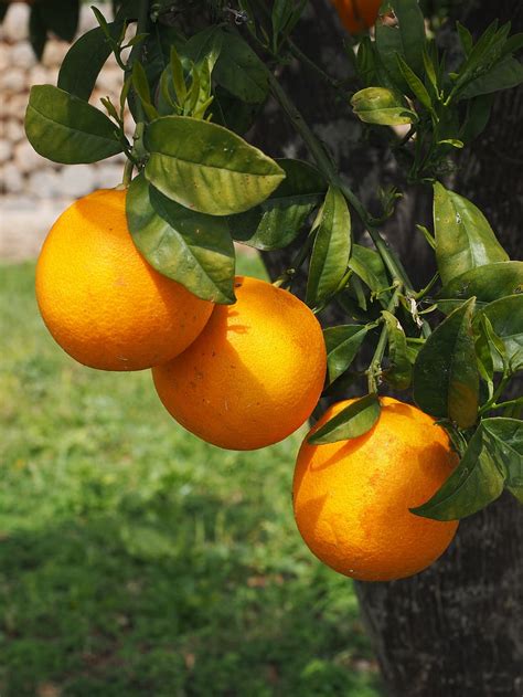 Hd Wallpaper Oranges Fruits Orange Tree Citrus Fruits Leaves