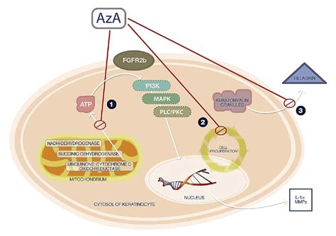 Azelaic Acid Ftt Skin Clinics