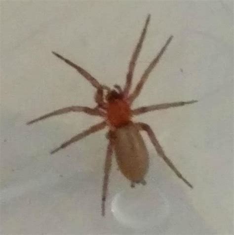 Southern California Brown Spider In My Laundry Rwhatsthisbug