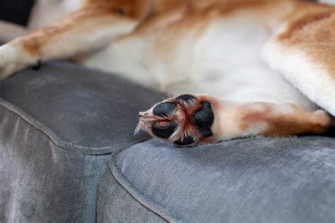 Red Paws On Dogs Causes And Treatments