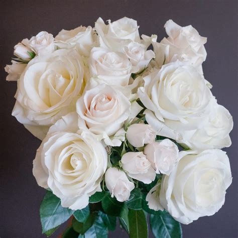 Popular White Rose Varieties Flowerlink