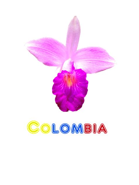 Flor Nacional De Colombia Flor Nacional De Colombia