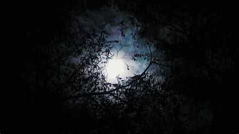 Trees Woods Forest Dark Night Moon Clouds Pikist