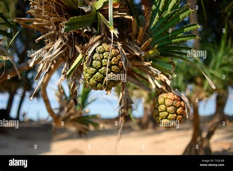 Pandanus Tectorius Tree Tropical Pandan Fruit On A Tree Blurred