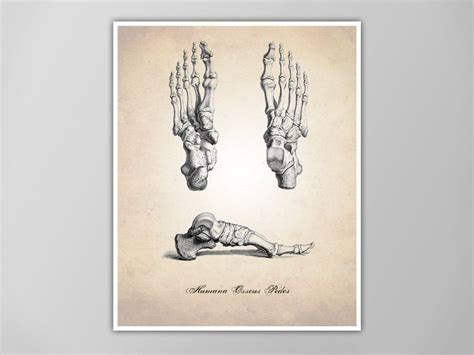 Human Anatomy Foot Art Print Human Anatomy Feet Drawing Human Anatomy