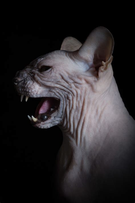 white wolf unique beauty  furless sphynx cats  captured  stunning images