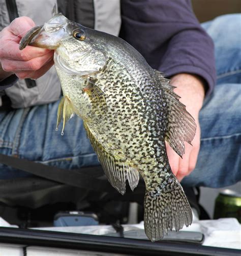 Springtime Crappie Fishing On The Water