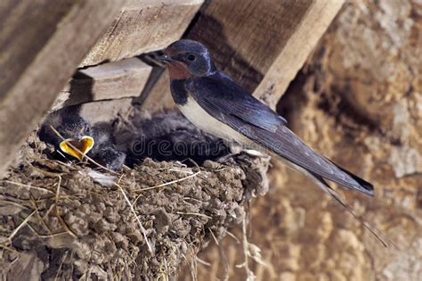 Barn Swallow Hirundo Rustica Adult Feeding Chicks At Nest Normandy Stock Image Image Of