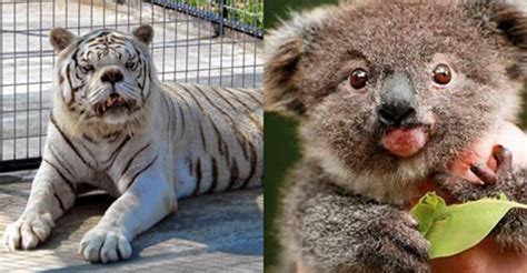 Chromosome errors and mutations are always possible. These Animals With Down Syndrome Will Make Your Day A Million Times Better - Every Being Is ...