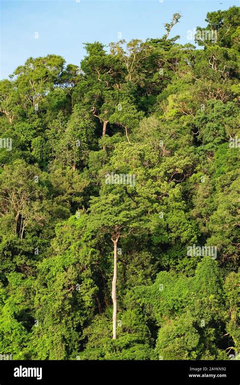 Rainforest Climate Hi Res Stock Photography And Images Alamy