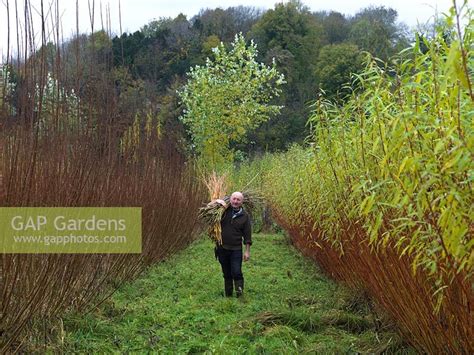 Woven Willow Structures By Nicola Stocken Gap Gardens