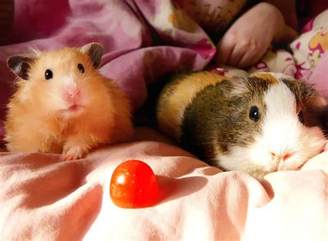 11 Amazing Difference Between Hamster And Guinea Pig With Similarities