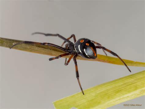 Theridiidae Latrodectus Variolus Male Penultieme Pp807g Flickr