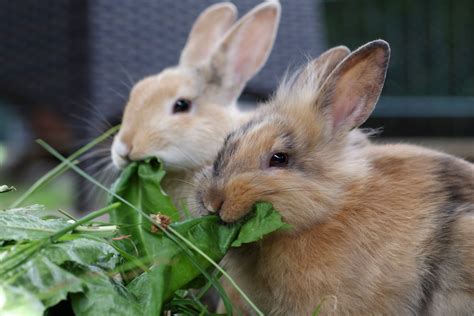 O Que Coelho Come Veja Dicas De Alimentação Para Seu Pet Guia Animal