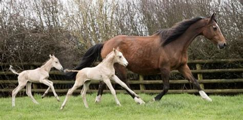 Old Mare Beats The Odds When Gives Birth To Identical Twins And 18