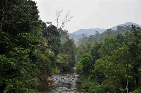 Kumpulan Gambar Hutan Hujan Tropis Alamendahs Blog