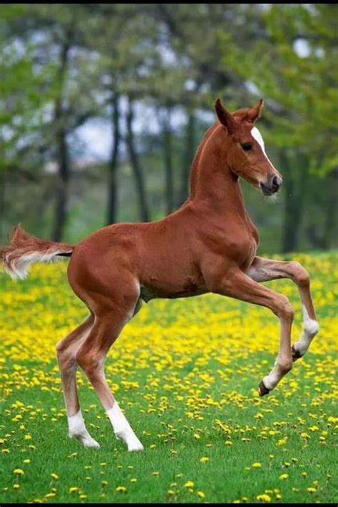Foal A Baby Horse Baby Horses Horses Cute Horses