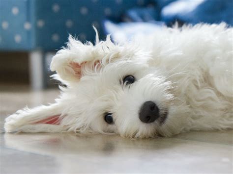 What Is A Coton De Tulear Puppies