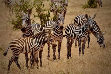 Zebry Zwierzęta Afryki Wybraliśmy Się Na Fotograficzne Safari W