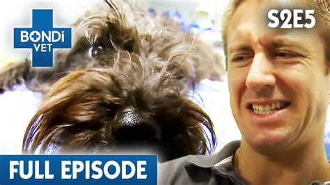 Dog Run Over While Owners Are Away 😦 Bondi Vet Season 2 Ep5 Bondi