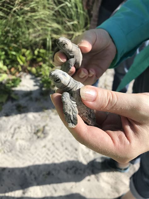 Loggerhead Sea Turtle Nests Hatch At Hvkbp Historic Virginia Key