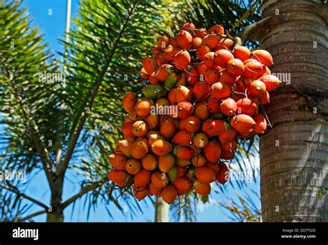 Graines Palmier Orange Fruit Banque De Photographies Et Dimages à