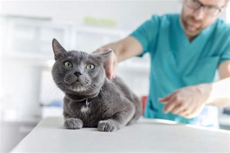 Doctor Examining Russian Blue Cat On Bed At Veterinary Clinic Photo