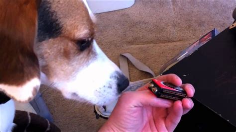 Beagle Licking 9 Volt Battery Youtube