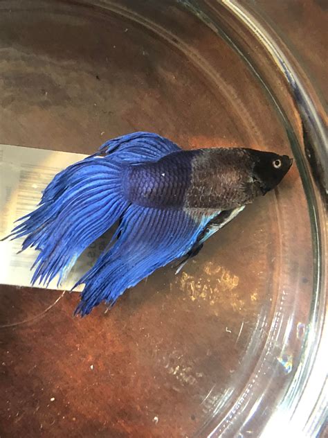 Along with that make sure that the fish tank is at the correct temperature. Betta fish went from active/healthy to THIS is less than ...