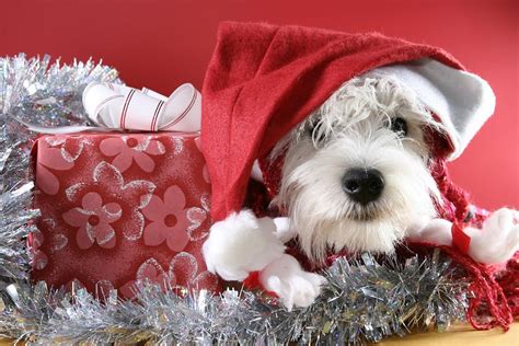 Cute Christmas Puppies And Dogs Free Christian Wallpapers
